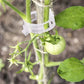💥Buy 1 GET 1 FREE💥 Secured Plastic Plant Clip